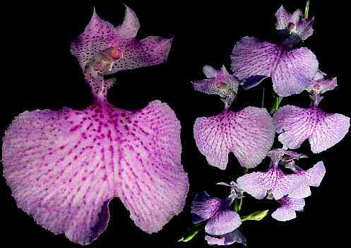 Comparettia macroplectron